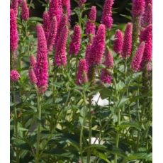 Veronica longifolia 'First Love' - veronika dlholistá 'First Love'