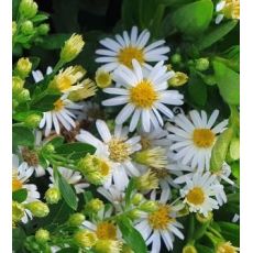 Aster ageratoides 'Ashvi' - astra 'Ashvi'