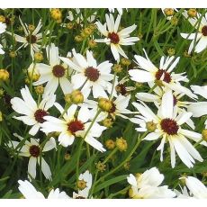 Coreopsis 'Fool's Gold' - kráska 'Fool's Gold'