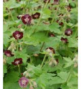 Geranium phaeum - pakost hnedočervený