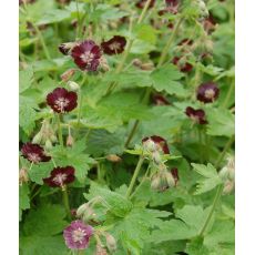 Geranium phaeum - pakost hnedočervený