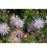 Aster ageratoides 'Asram' - astra 'Asram'