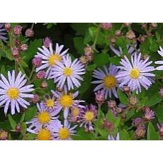 Aster ageratoides 'Asram' - astra 'Asram'