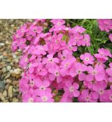 Saponaria 'Bressingham Pink' - mydlica  'Bressingham Pink'