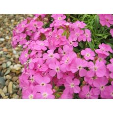 Saponaria 'Bressingham Pink' - mydlica  'Bressingham Pink'