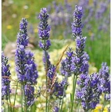 Lavandula × intermedia 'Phenomenal' - levanduľa  'Phenomenal'