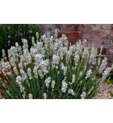 Lavandula angustifolia 'White Fragrance' - levanduľa úzkolistá 'White Fragrance'