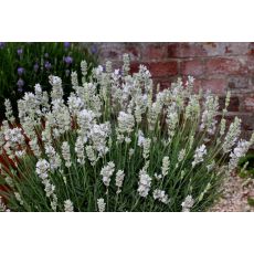 Lavandula angustifolia 'White Fragrance' - levanduľa úzkolistá 'White Fragrance'