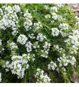 Thymus × praecox 'Albiflorus' - dúška 'Albiflorus'