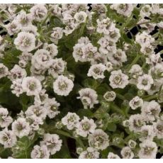 Gypsophila cerastioides 'Plena' - gypsomilka rožcovitá 'Plena'