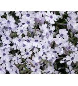 Phlox subulata 'Bavaria' - flox šidlolistý 'Bavaria'