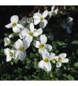 Aubrieta 'Florado White' - tarička 'Florado White'