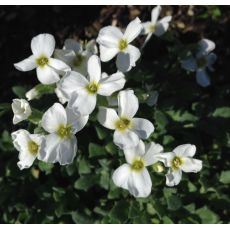 Aubrieta 'Florado White' - tarička 'Florado White'