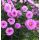 Aster novi-belgii 'Patricia Ballard' - astra novobelgická 'Patricia Ballard'