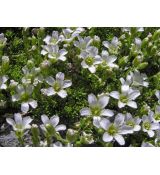 Arenaria obtusiloba - piesočnica