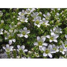 Arenaria obtusiloba - piesočnica