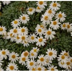 Erigeron scopulinus - turica