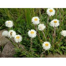 Helichrysum marginatum