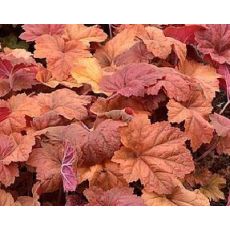 Heuchera × hybrida 'Kassandra'