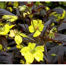 Lysimachia ciliata 'Firecracker' - čerkáč  'Firecracker'